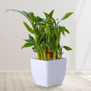 Plants